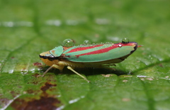 Graphocephala