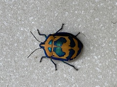 Tectocoris diophthalmus
