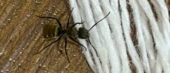 Camponotus arboreus