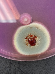 Penicillium