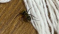 Camponotus arboreus