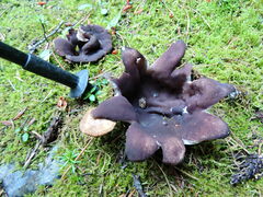 Sarcosphaera coronaria