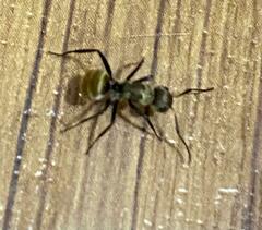 Camponotus arboreus