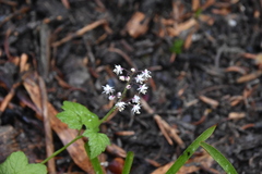Tiarella trifoliata