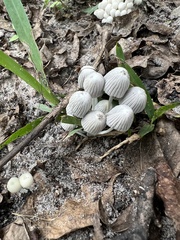 Coprinellus disseminatus