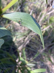 Polyrhachis ammon