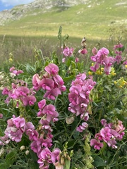 Lathyrus sylvestris