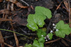 Tiarella trifoliata