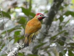 Colaptes rubiginosus