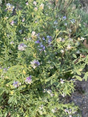 Medicago sativa