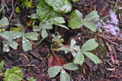 Sibbaldia procumbens