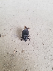 Osmoderma subplanata