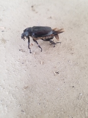 Osmoderma subplanata