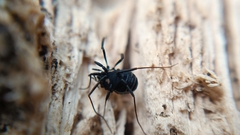 Nemastoma bimaculatum