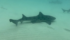Triakis semifasciata