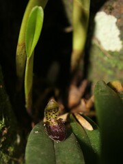 Echinosepala truncata