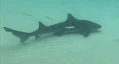 Triakis semifasciata