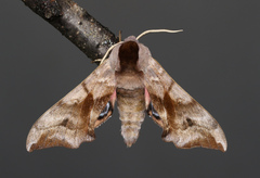 Smerinthus ocellata