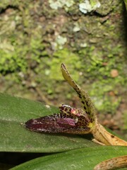 Echinosepala truncata