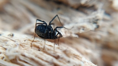 Nemastoma bimaculatum