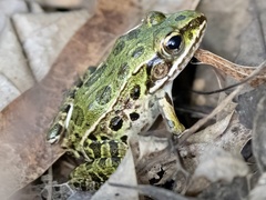 Lithobates kauffeldi