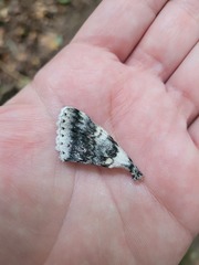 Catocala relicta