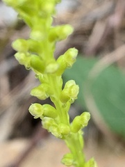 Microtis parviflora