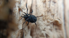 Nemastoma bimaculatum