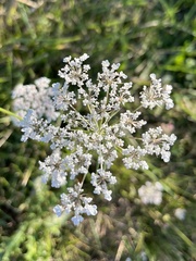 Apiaceae