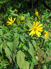 Helianthus