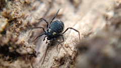 Nemastoma bimaculatum