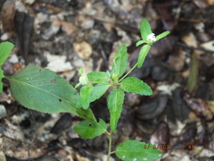 Croton glandulosus septentrionalis
