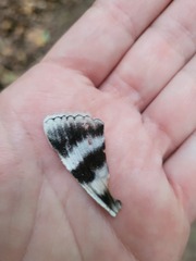 Catocala relicta