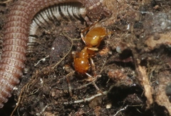 Lasius arizonicus