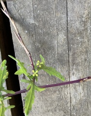 Sisymbrium officinale