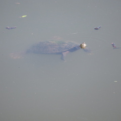 Pseudemys concinna concinna