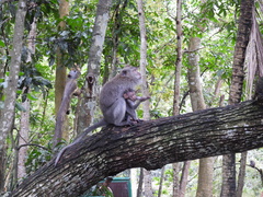 Macaca fascicularis