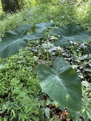Colocasia