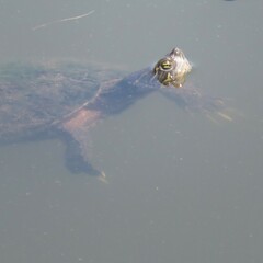 Pseudemys concinna concinna