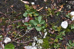 Gaultheria humifusa