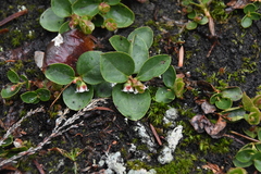 Gaultheria humifusa