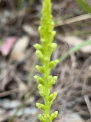 Microtis parviflora