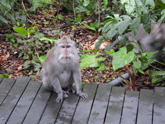 Macaca fascicularis
