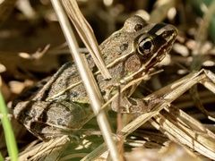 Lithobates kauffeldi