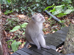 Macaca fascicularis