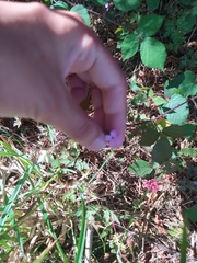 Geranium robertianum