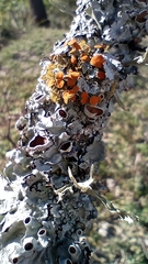Teloschistes chrysophthalmus