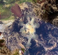 Haliclystus sanjuanensis