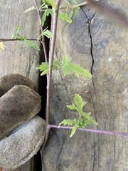 Sisymbrium officinale