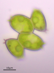 Desmodesmus denticulatus